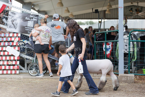 Prepping for Sheep Show 295195