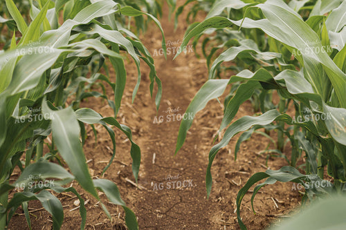 Early Season Corn 91074