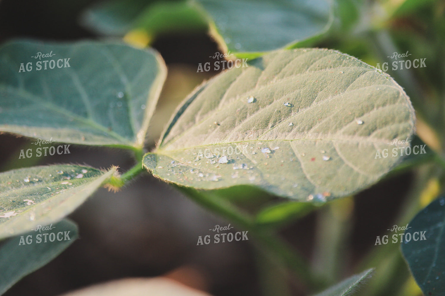 Soybeans Mid-Season 52025