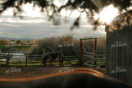 Horse in Pen 58342