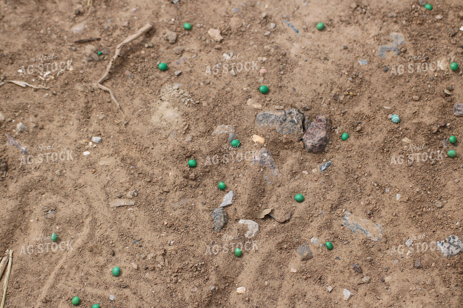 Spilled Soybean Seeds 82264