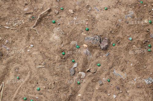 Spilled Soybean Seeds 82264