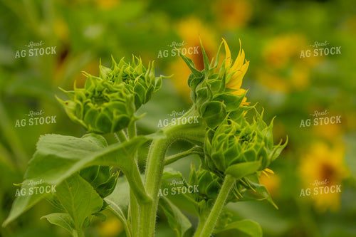 Sunflowers 291132