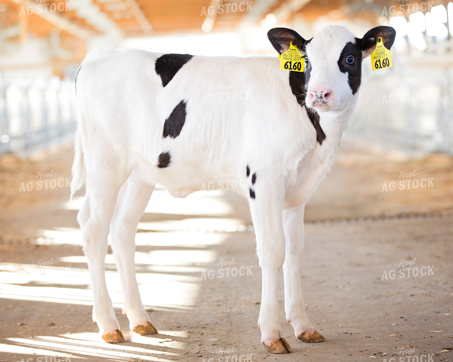 Holstein Calf 55310
