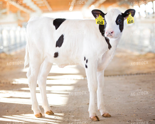 Holstein Calf 55310