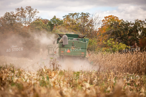 Corn Harvest 270650