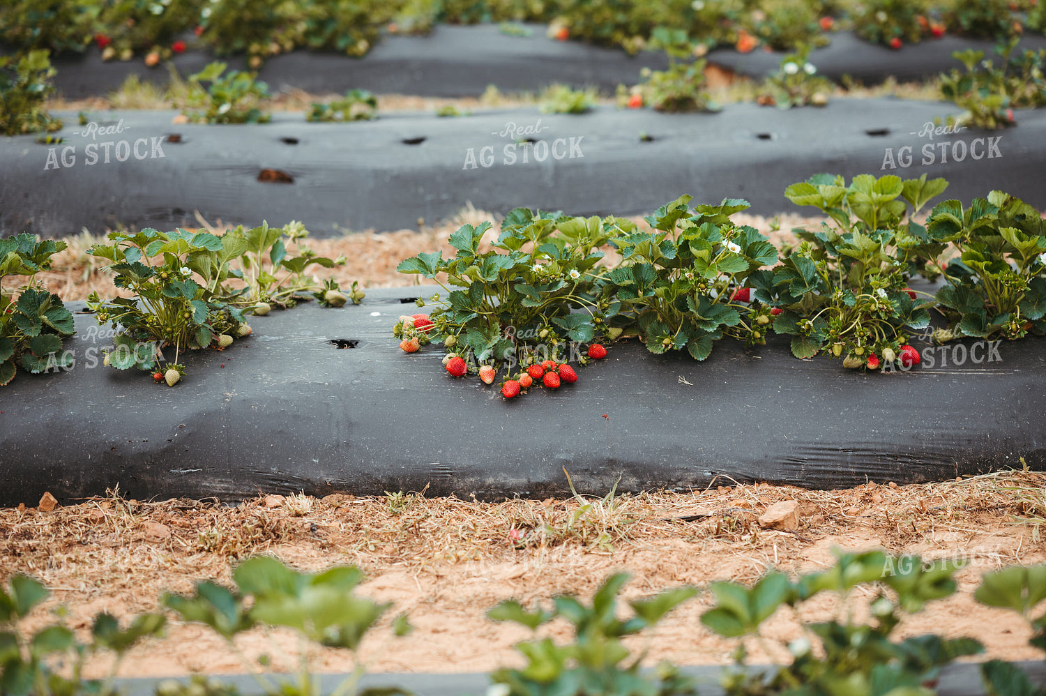 Strawberry Plants 125102