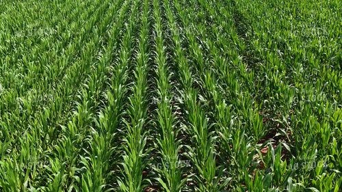 Aerial of Mid-Season Corn Field 79906