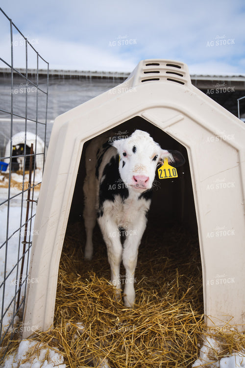 Dariy Calf in Hutch 250154