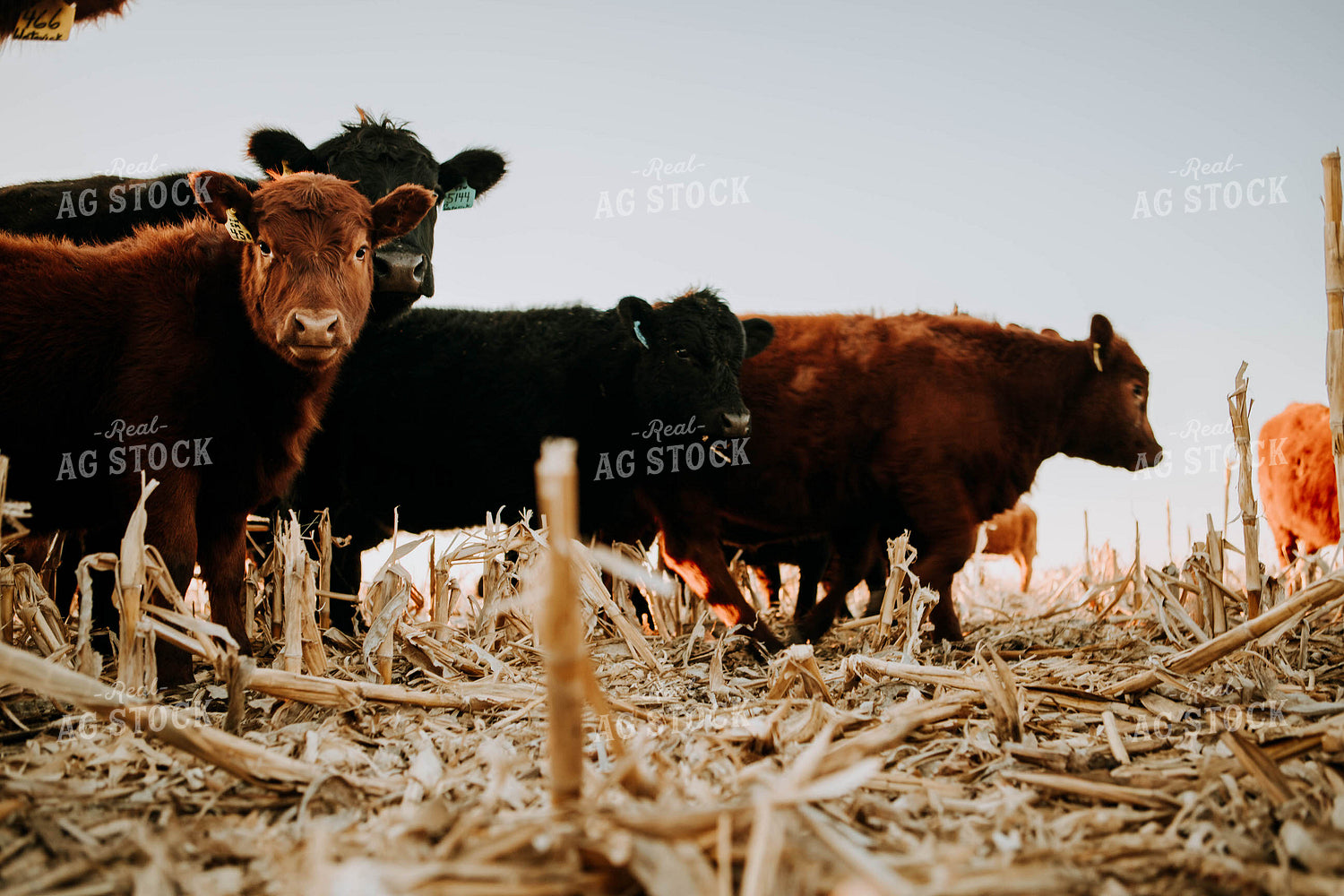 Cattle in Pasture 77233