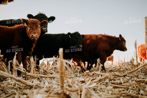 Cattle in Pasture 77233