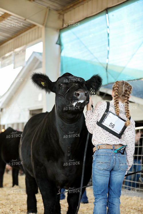 Showing Cattle 127100