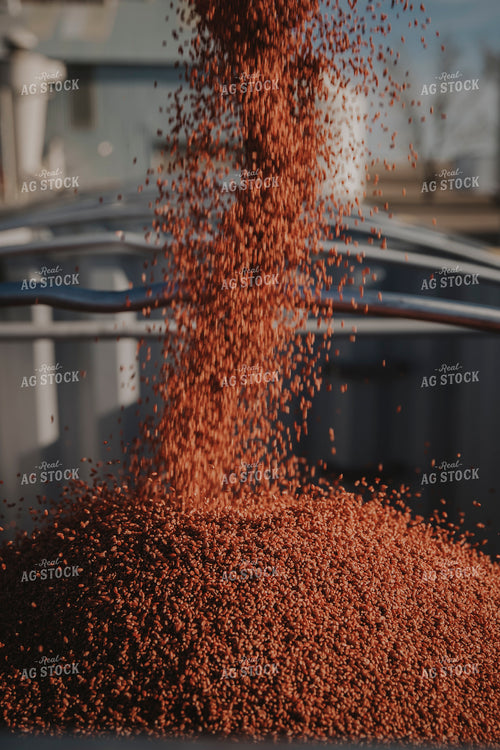 Dumping Harvested Wheat into Trailer 135036