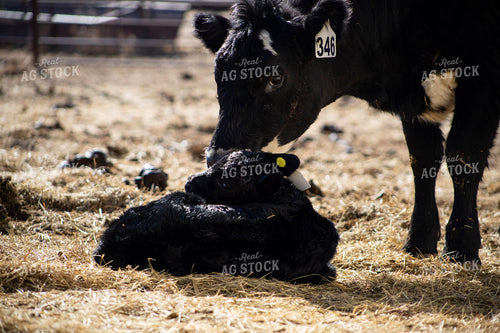 Angus Cow Calf Pair 117276