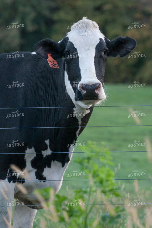 Holstein on Pasture 145056