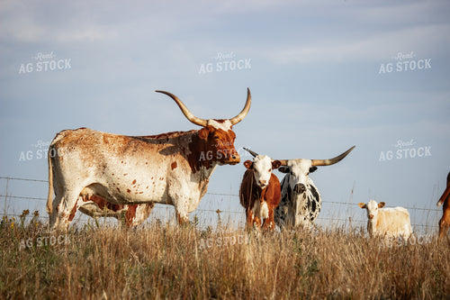 Longhorn Cattle 155056