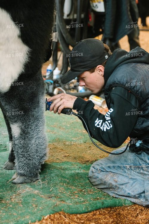 Clipping Cattle on Show Day 269024