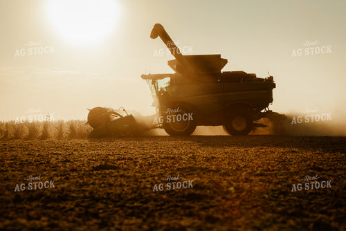 Soybean Harvest 9241