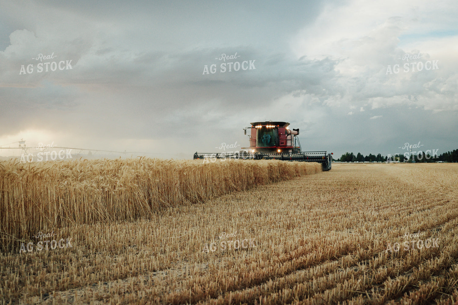 Wheat Harvest 83155