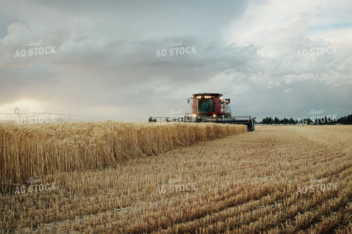 Wheat Harvest 83155