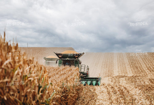Corn Harvest 215013