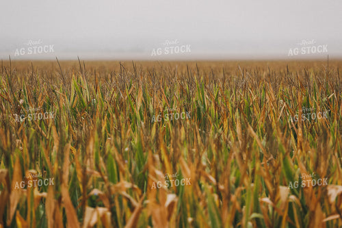 Corn Tassels in Partially Dried Field 129015