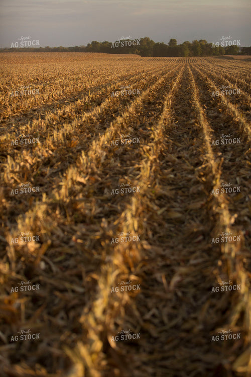 Corn - Dry 1317