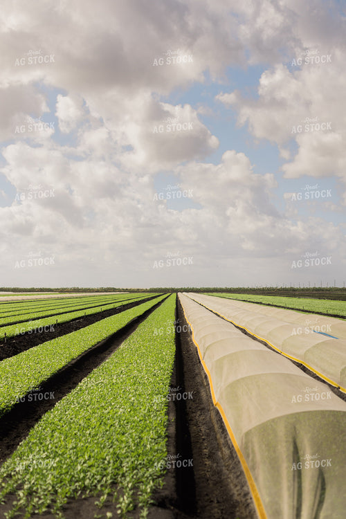 Spring Mix Lettuce Field 7336