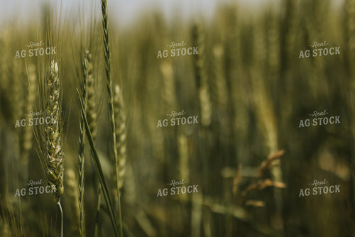 Wheat Field 7854