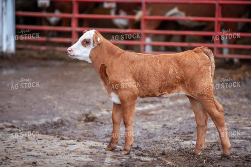 Hereford Calf 132127