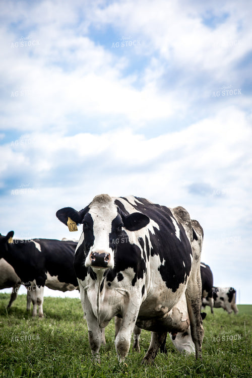 Holstein Cattle in Pasture 250107