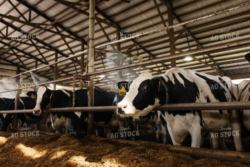 Cattle in Open Air Barn 152747