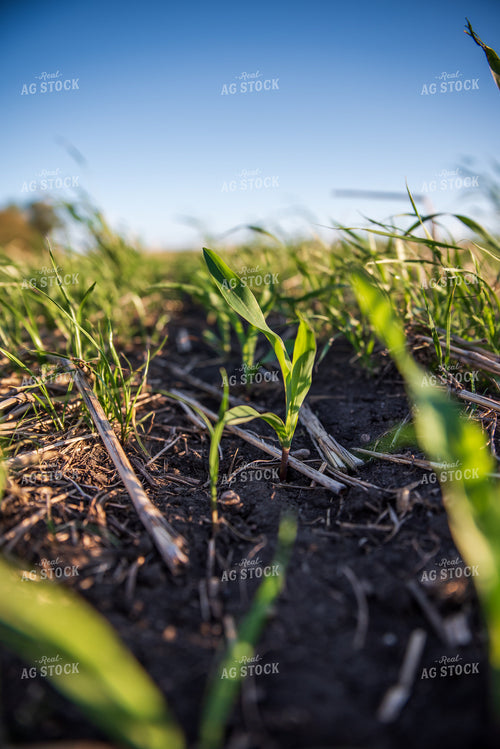 Cover Crop Field 76151