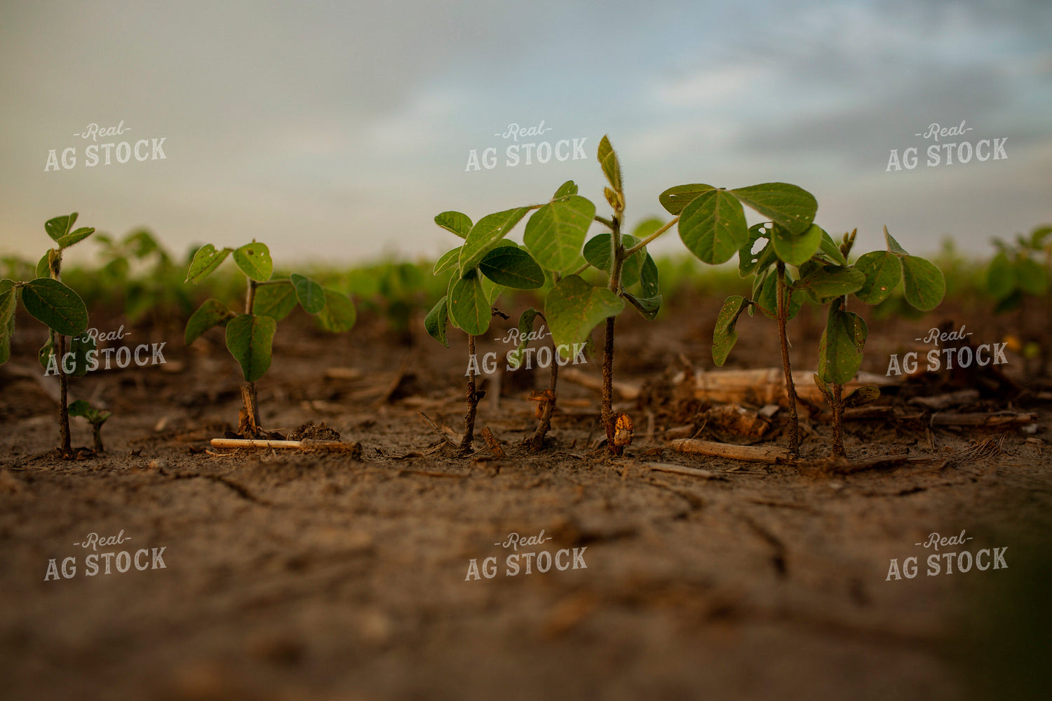 Early Growth Soybeans 6316