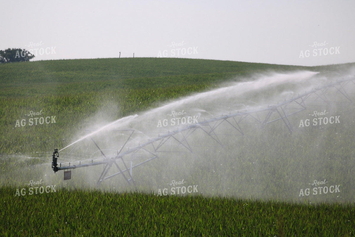 Irrigating Mid-Season Corn Field 82481