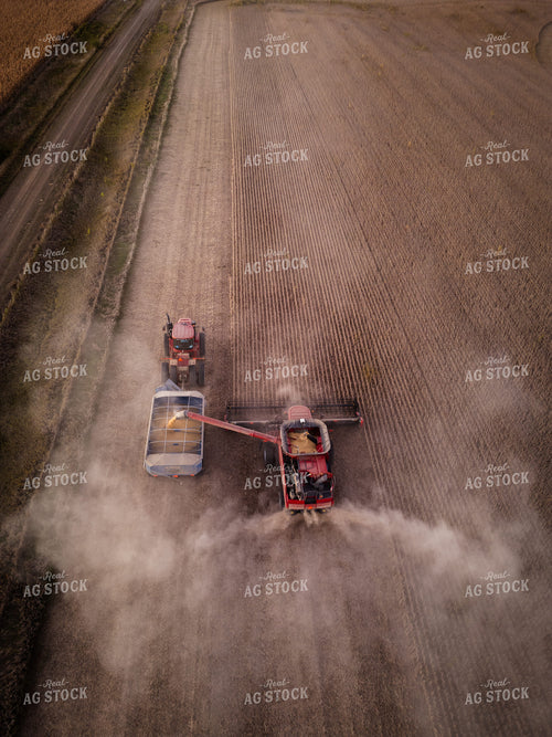 Soybean Harvest 67950