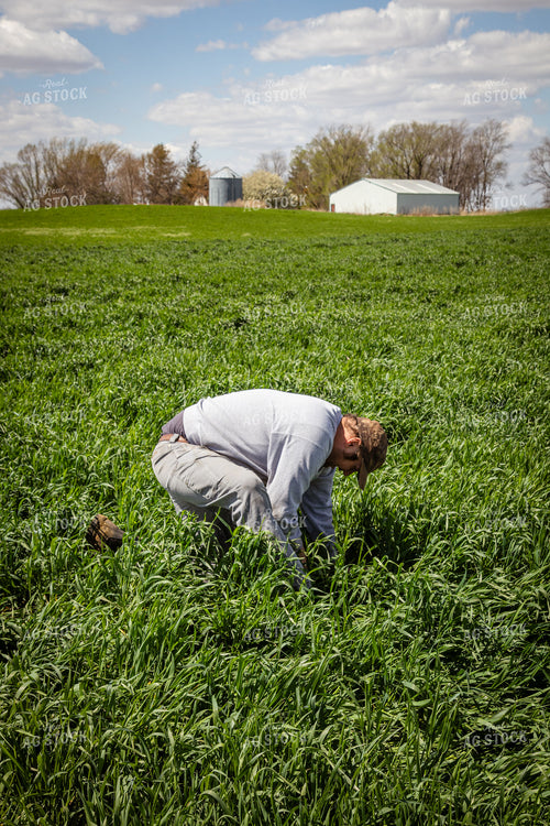 Scouting Seed Depth in Cover Crops 67680