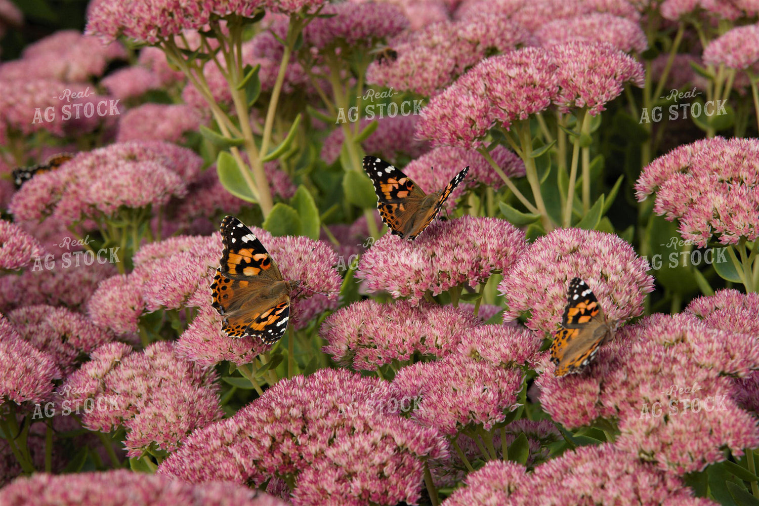 Butterflies on Pink Flower 132006