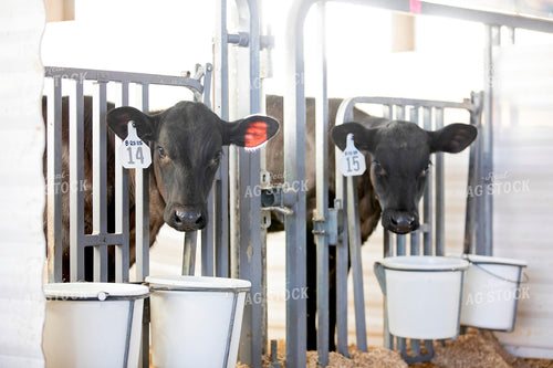 Beef on Dairy Calves 55212