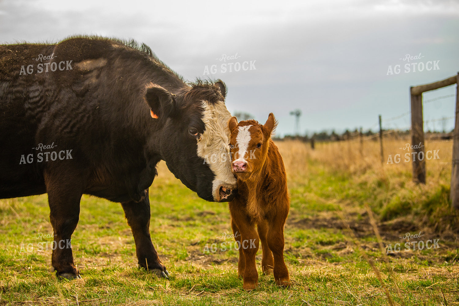 Simmental Cow Calf Pair 299149