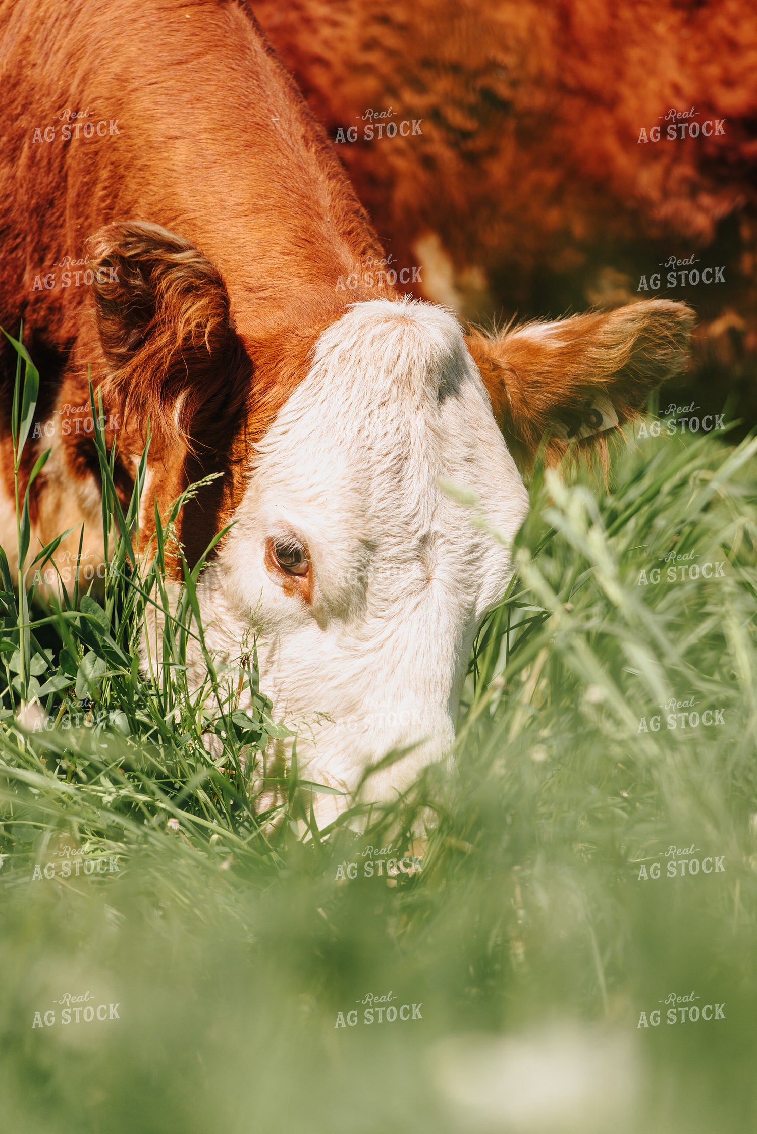 Hereford Cow in Pasture 68065
