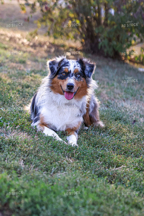 Farm Dog 160439