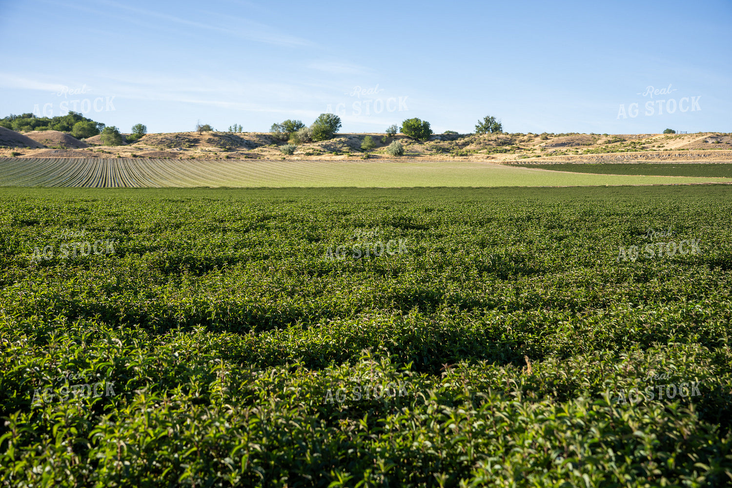 Mint Field 65804