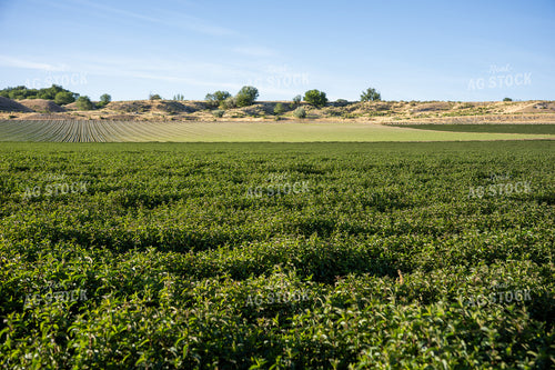 Mint Field 65804