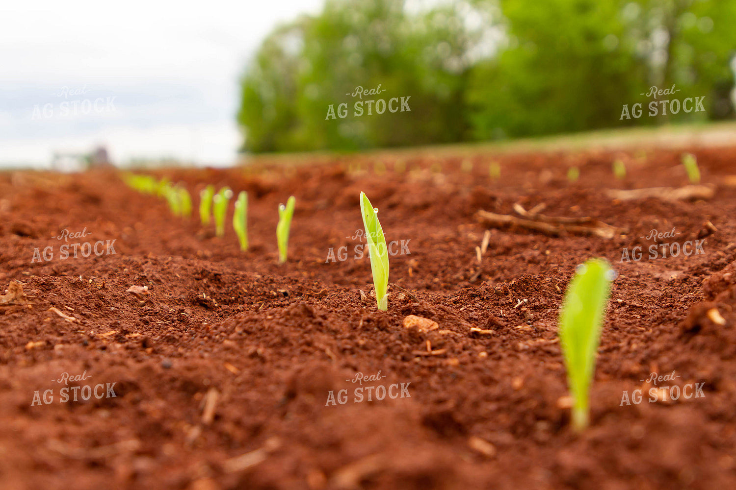 Row of Sprouting Corn 79240