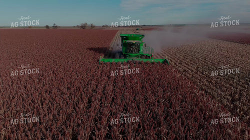 Milo Harvest 239433