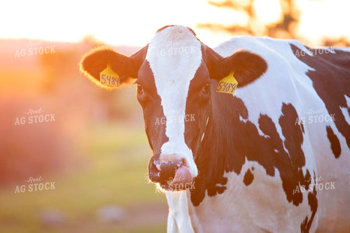 Holstein Dairy Cow at Sunrise Sunset 55071
