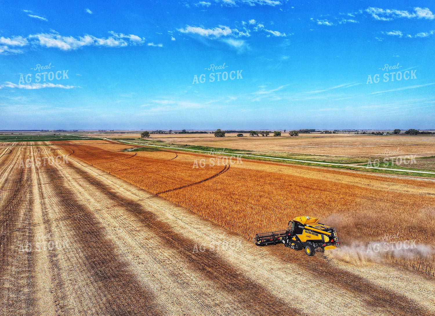 Soybean Harvest 141467