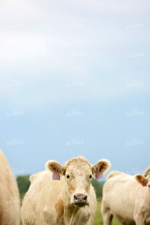 charolais Cow in Pasture 127021