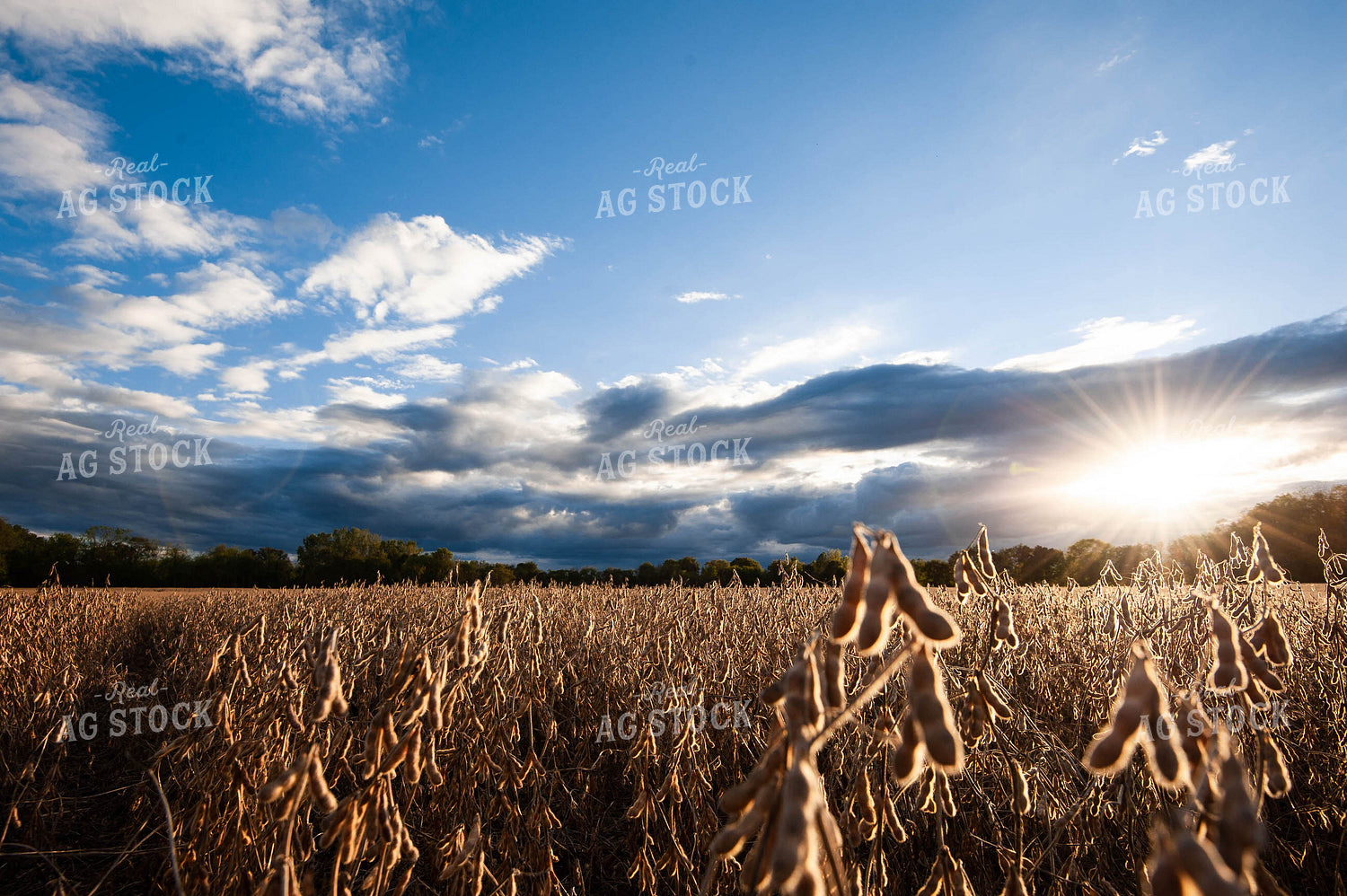 Dried Soybean Field 168021